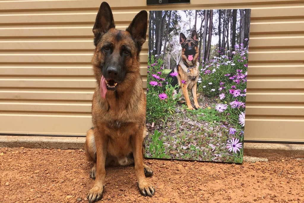 German Shepard with canvas print